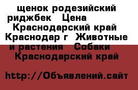 щенок родезийский риджбек › Цена ­ 30 000 - Краснодарский край, Краснодар г. Животные и растения » Собаки   . Краснодарский край